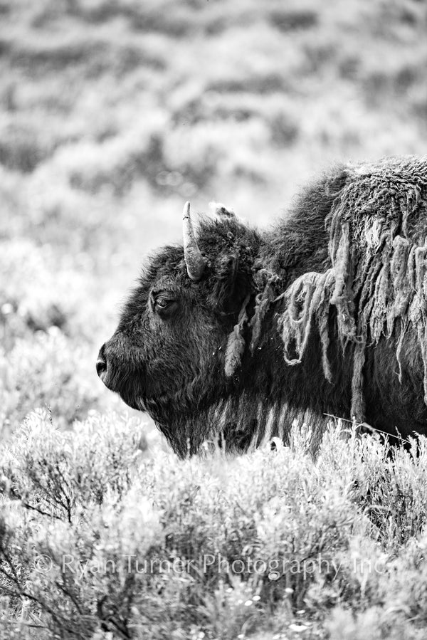 Shaggy Bison