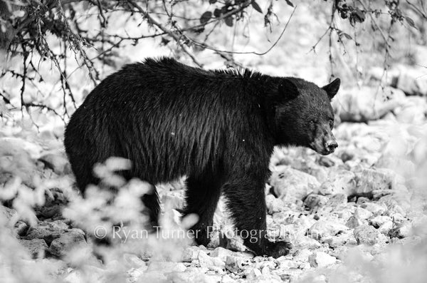 Walking Black Bear B&W