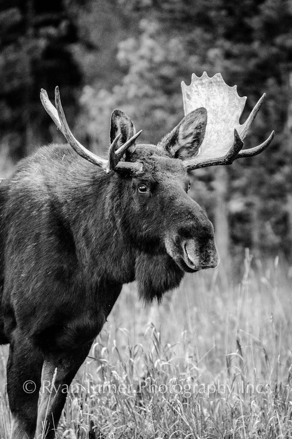 Bullwinkle the Moose