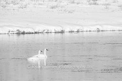 Wintering Trumpeters