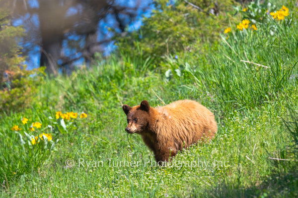 Young Blonde Black Bear in the Spring