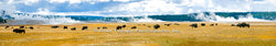 Firehole Herd