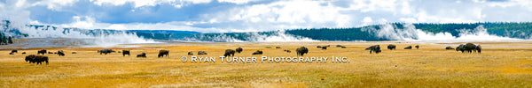 Firehole Herd