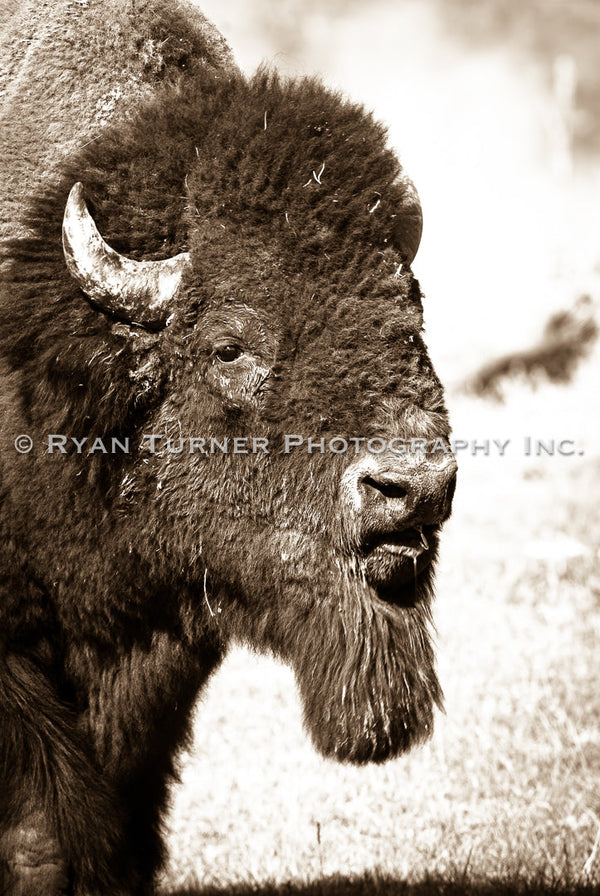 Bison Bust