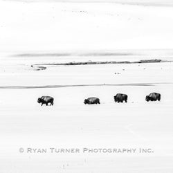 Bison on the Snowy Range
