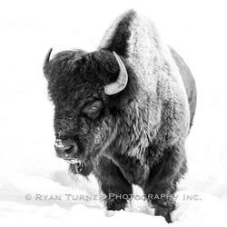Winter Bull