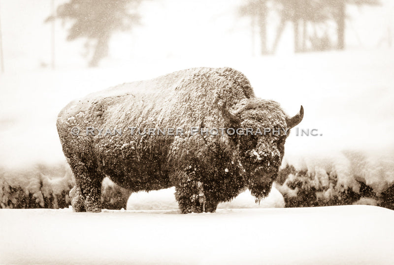 Frozen Bison 2