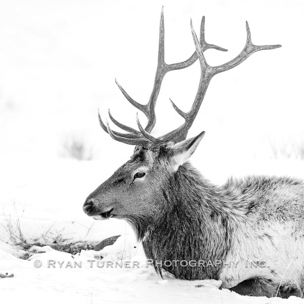 Profile of a Bull