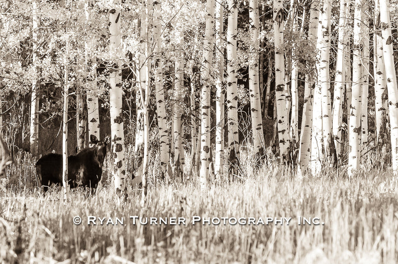 Moose in the Aspens