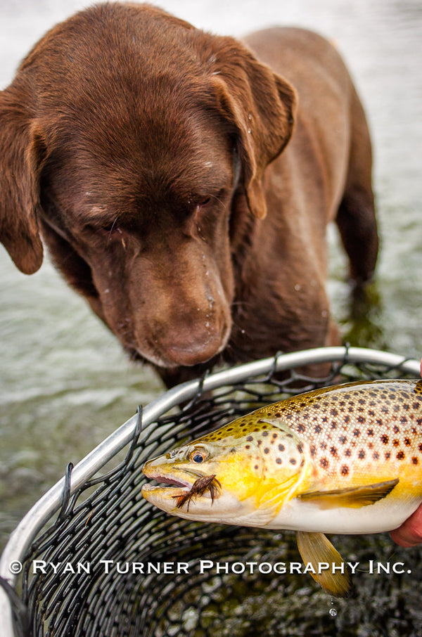 Brown Trout & Brown Dog