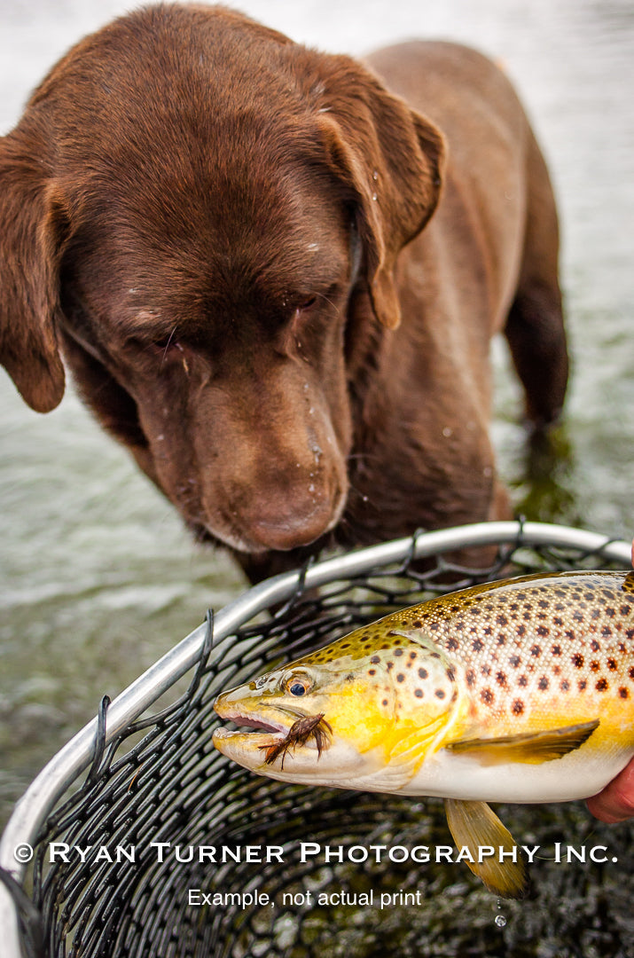 Brown Trout & Brown Dog 32/75 (26"x 18")