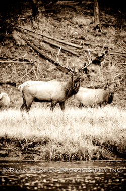 Sepia Bull Elk