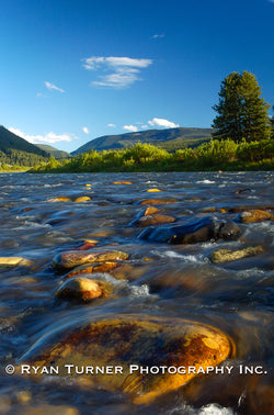 Gallatin River in Summer