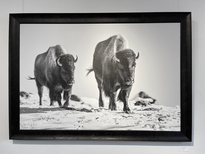 Surviving Bison (46"x66")