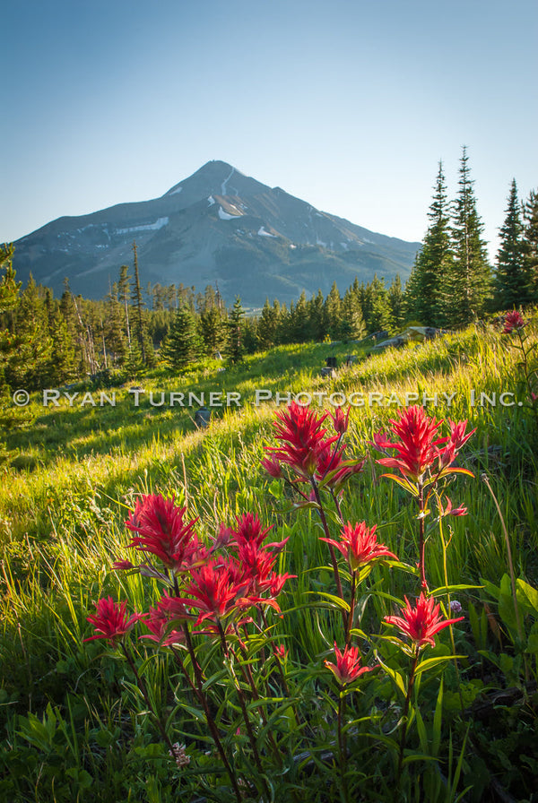 Lone Peak & Indian Paintbrush