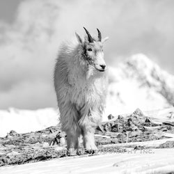 Smiling Goat
