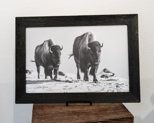 Surviving Bison (12"x17")