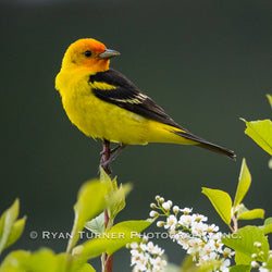 Perched Tanager