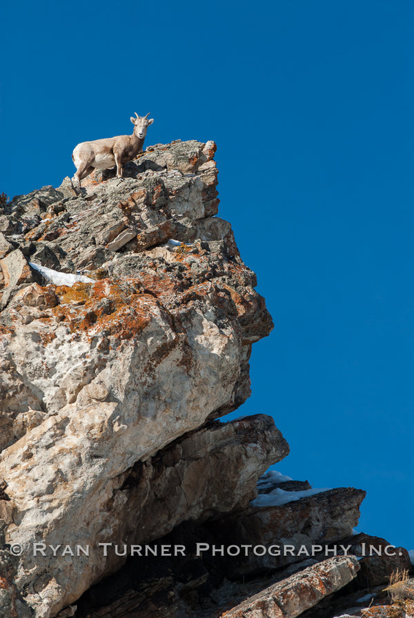 Momma Bighorn