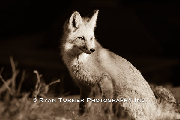 Red Fox in Montana