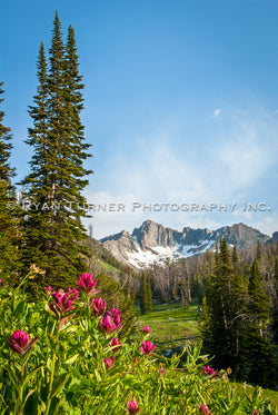 Beehive Basin and Indian Paintbrush