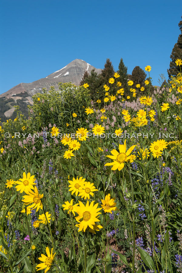 Big Sky Mountain Flowers