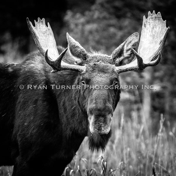 Montana Moose