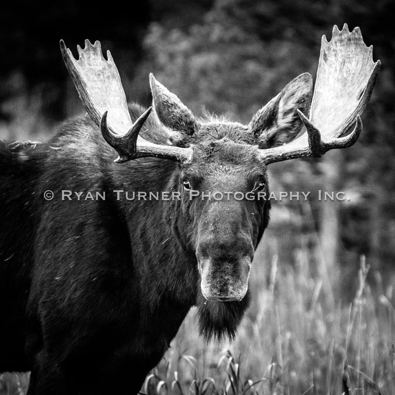 Montana Moose