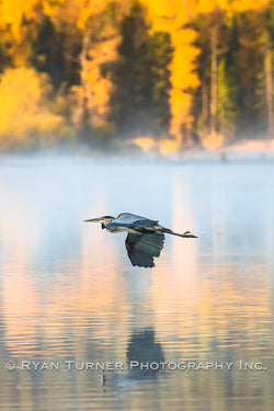 Great Blue Heron in Flight