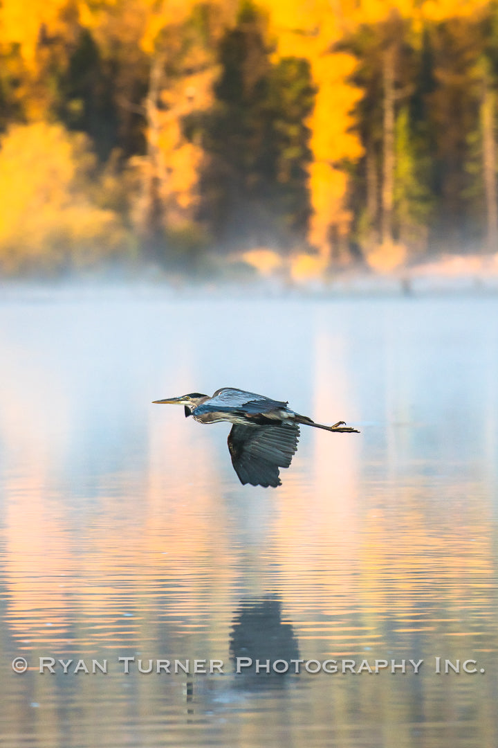 Great Blue Heron in Flight