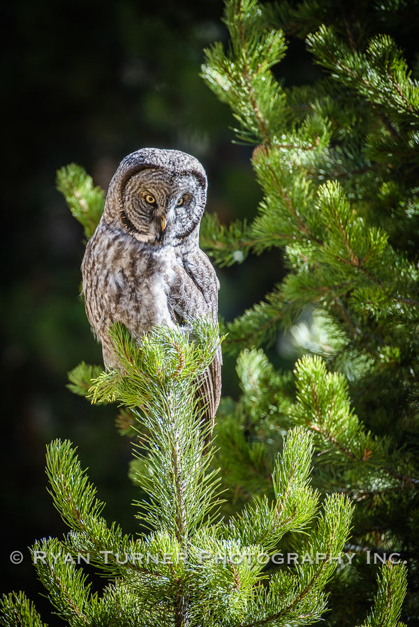 Great Grey Owl