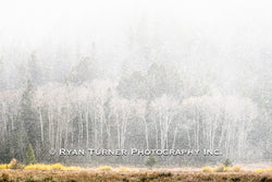 Impressionistic Aspens