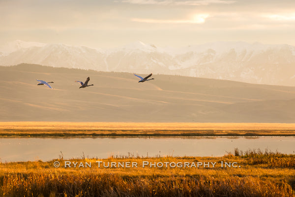 Trumpeter Swans' Paradise