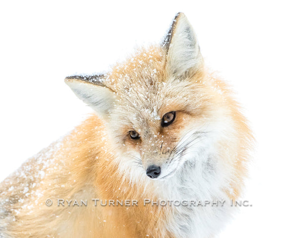 Snowy Fox