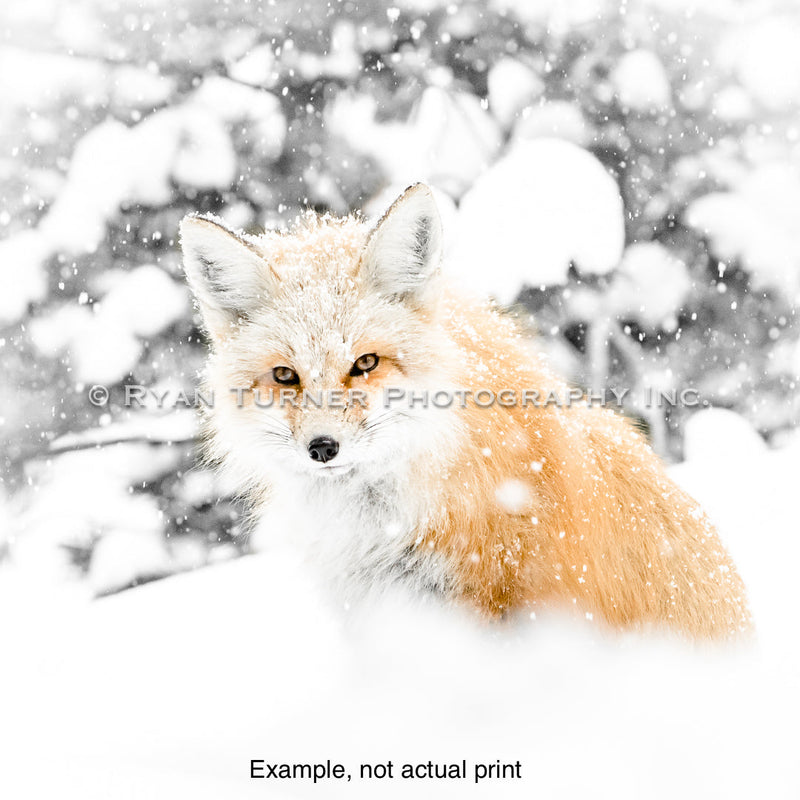 Winter Fox 22/75 (30"x30")