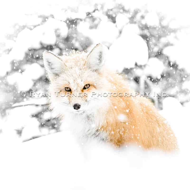 Winter Fox