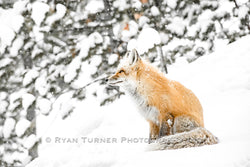 Daydreaming Fox