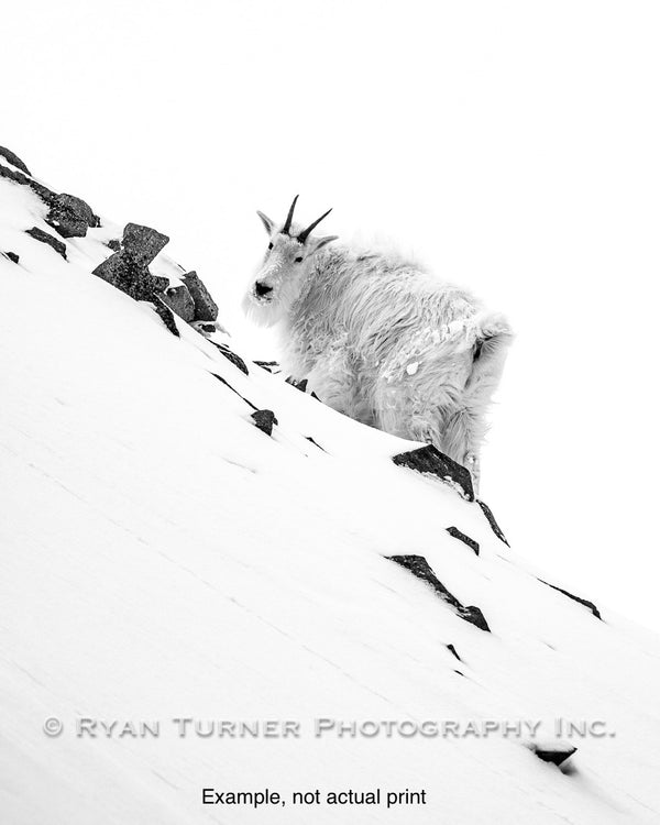 Lone Mountain Goat (32"x24")