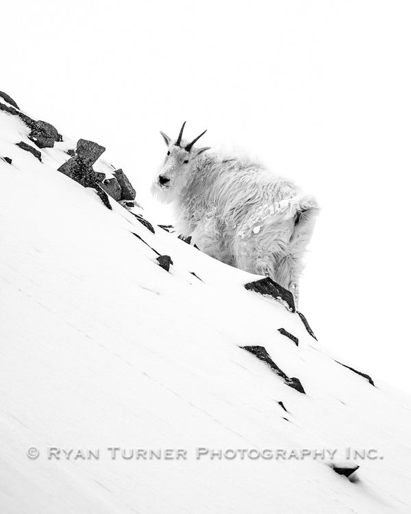 Lone Mountain Goat