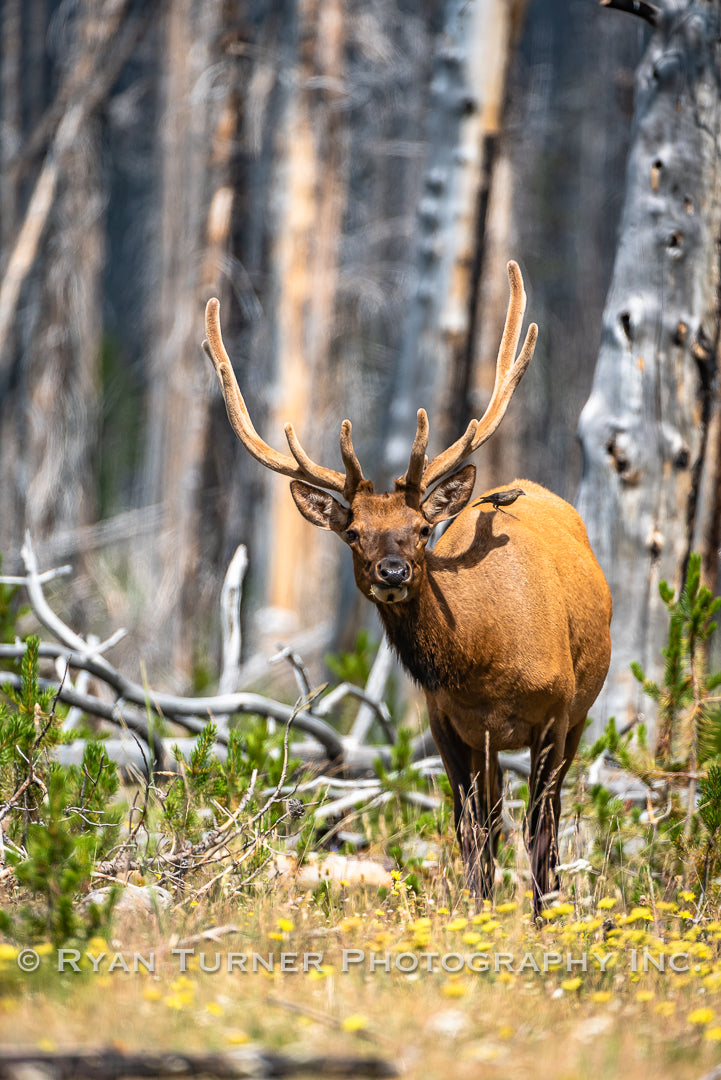 Bull Elk and a Bird