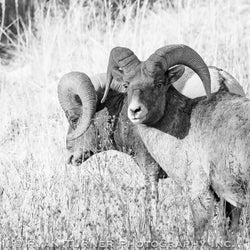 2 Big Horns