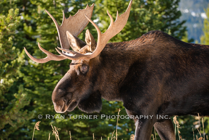Bull Moose in Stride