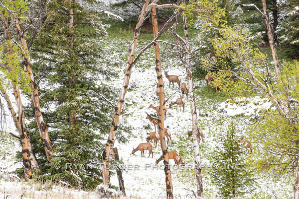 Spring Herd Among the Trees