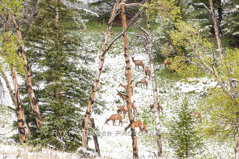 Spring Herd Among the Trees