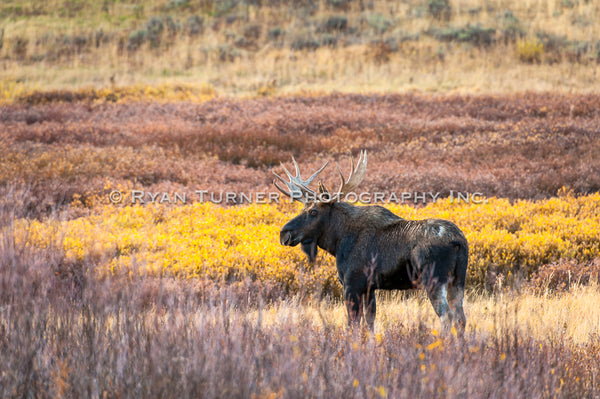 Valiant Bull Moose