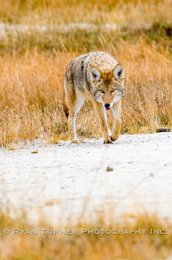 Sneaky Coyote