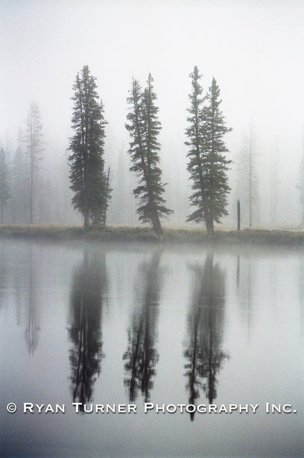 Foggy Trees