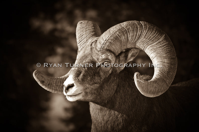 Portrait of a Big Horn Sheep
