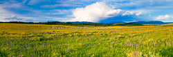Yellowstone Meadow of Flowers