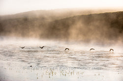 Geese on the Yellowstone